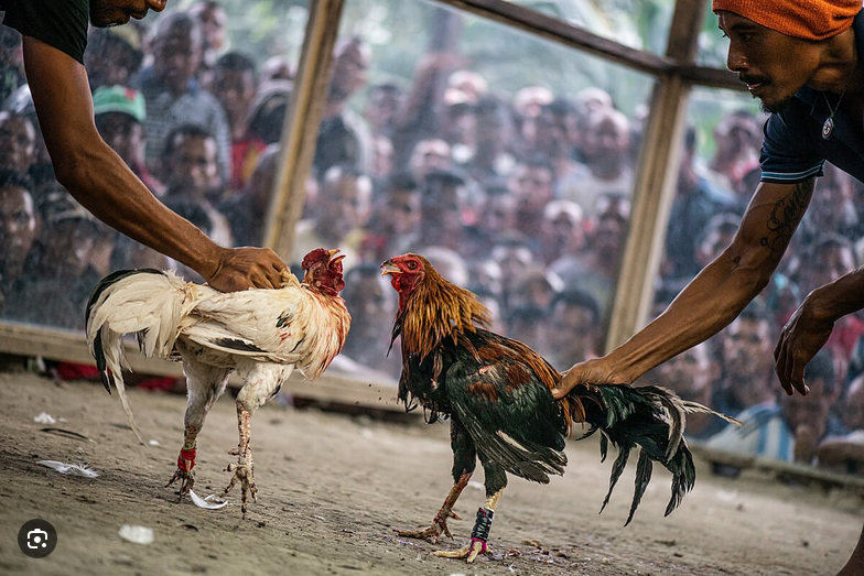 Screenshot 2024 05 28 at 17 19 24 cockfighting Google Search